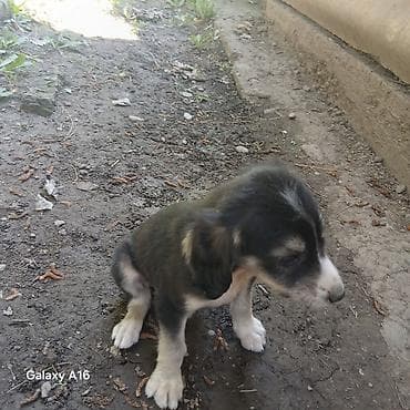 Собака даром: Тайган, 2 месяца, Самка at lalafo.kg Собака даром: Тайган, 2 месяца, Самка