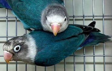 кролик купить декоративный: Массковые неразлучники (Agapornis): декоративные попугаи малых — 7