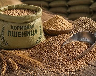 иранский корм: Кормовая пшеница 5 класса | Россия | Опт и розница | Россыпью и в — 4