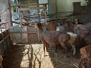 в связи с переездом отдам попугая жако в добрые руки: Продаю | Овца (самка) | Для разведения | Котные — 4