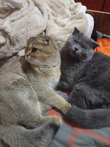 кошка шотланка: Скотиш Фолд (Шотландская вислоухая), 8 месяцев, Мальчик, Голубой, С прививками — 7