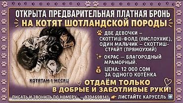 Скотиш Фолд (Шотландская вислоухая), 1 месяц, Девочка, Приучена к лотку — 1