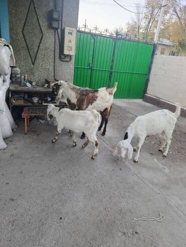 продажа домашних животных: Сатам | Эчки (ургаачы), Теке (эркек), Улак | Битал | Көбөйтүү үчүн, Сүт алуу үчүн | Асыл тукумдуу — 5