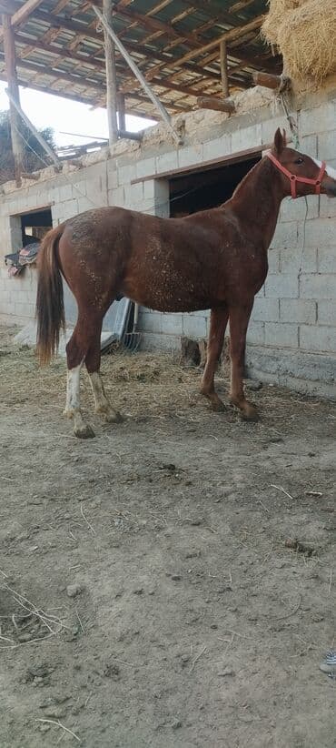 продажа щенков немецкой овчарки с документами в бишкеке: Сатам | Тай | Дончак | Ат спорту — 1