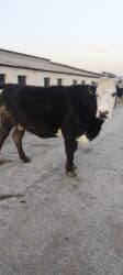 золотой фазан: Продаю | Корова (самка) | Алатауская | Для молока | Стельные — 20