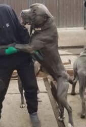 отдам даром щенка ротвейлера: Продаются щенки кубинского питбуль терьера, две девочки 05.09.25г.р. — 8