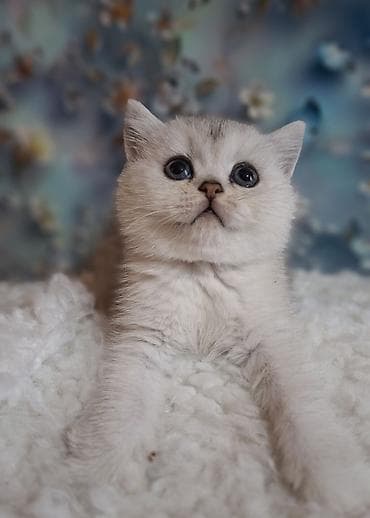 Продажа кошек: Скотиш Страйт (Шотландская прямоухая), 2 месяца, Девочка, Серебристая шиншилла, Приучена к лотку, Проглистована — 9