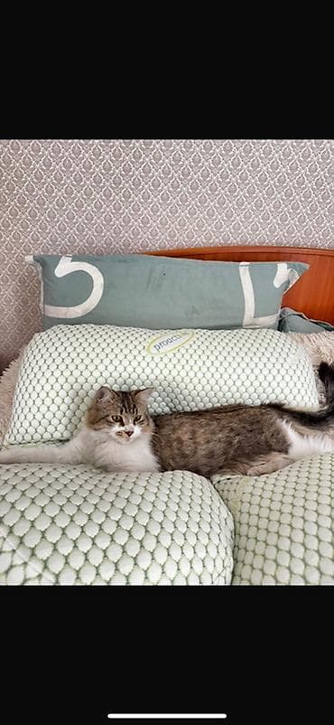 Жуурканга салынуучу шейшептер: В связи с отъездом в другую страну, отдам даром в хорошие руки зовут — 2