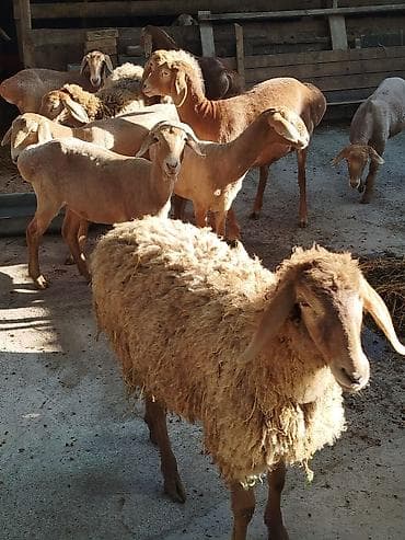 грызуны домашние: Продаю | Овца (самка) | Для разведения | Племенные — 7