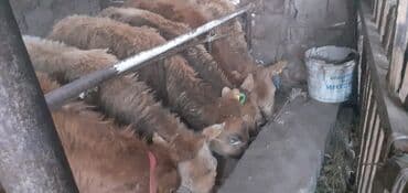 объявления о пропаже животных: Продаю | Бык (самец) — 1