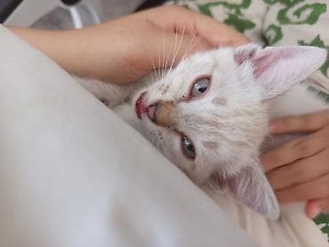 отдам даром котенка бишкек: Кошка даром: Беспородная, 2 месяца, Мальчик, Приучена к лотку — 4