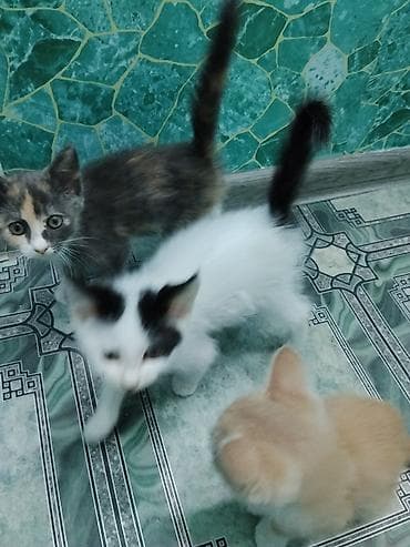 кошка токмок: Котята-дворянчики, окрас на выбор: - Бело-черный с «маской» на глазу и — 3