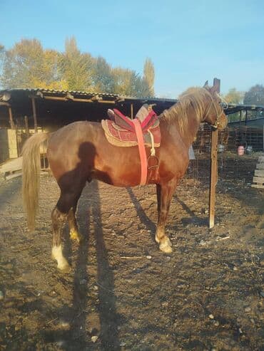 купить рабочую охотничью собаку: Продаю | Конь (самец) | Конный спорт | Племенные — 1