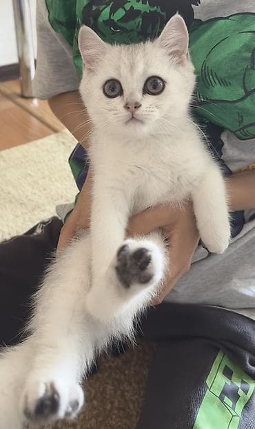 scottish fold: Скотиш Страйт (Шотландская прямоухая), 3 месяца, Девочка, Белый, Приучена к лотку — 1