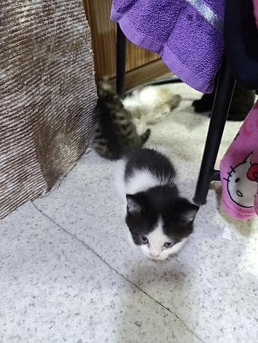 британские котята в дар: Котята- мама британская а папа сосед, пушистые комочки счастья - — 6