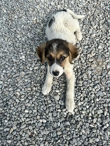 Отдам даром Щенок средних размеров, коротко-средней длины шерсть