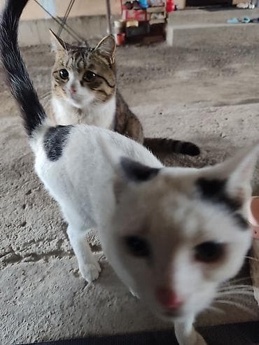 продажа котиков: Домашние кошки — пара молодых питомцев Описание: - Окрас: - Кот 1 — 2