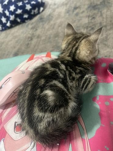 бигль щенок: Беспородная, 2 месяца, Девочка, Приучена к лотку — 3