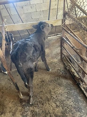 каро: Продаю | Корова (самка) | Для молока | После отела — 4