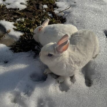домики для хомяков: Милый кролик с висячими ушами и мягкой шерстью. Окрас включает белые — 8