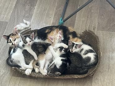 коты бесплатные: Отдаются даром котята в ответственные хорошие руки не как игрушка — 6