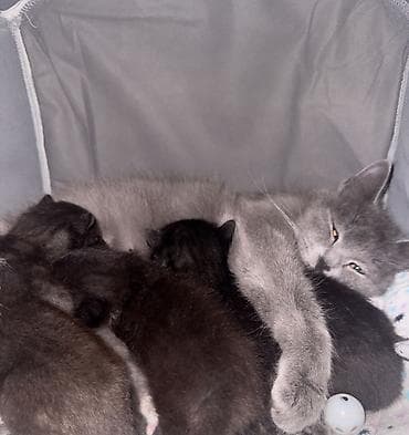 Мышыктар: Отдам кошку с котятами. Им 1 месяца
, без прививки и документов — 1