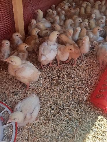 куплю корм для животных: Продаю | Цыплята | Домашняя | Для разведения — 9