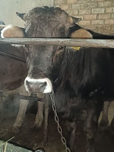 каракол животные: Продаю | Бык (самец) | Швицкая | Для разведения, Для молока | Осеменитель, Искусственник — 1