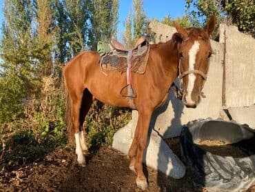 домик для собака: Продаю | Кобыла (самка) | Рабочий — 1