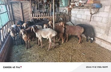 Үй жаныбарлары: Сатам | Кочкор (эркек) | Аргын | Көбөйтүү үчүн — 10