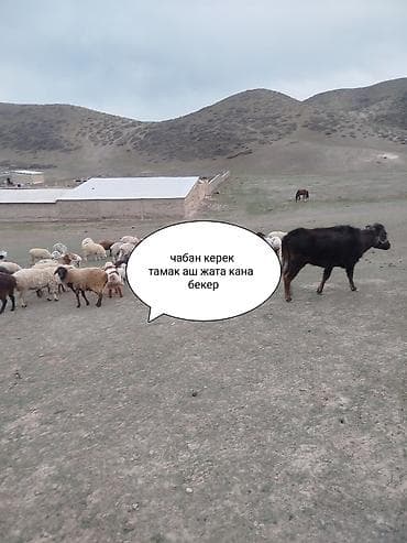 Требуется Пастух, Оплата: Ежемесячно, Питание