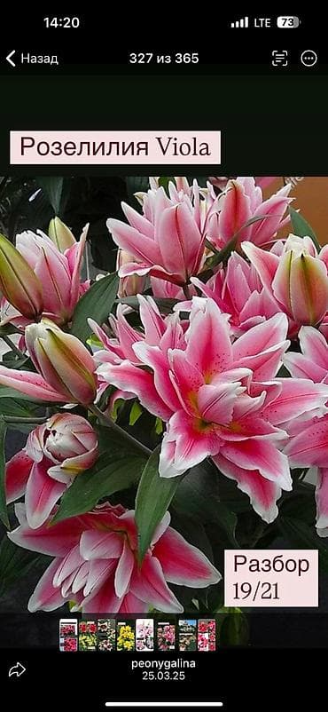 лилии: Луковицы Лилий 15 лучших сортов трубчатых, махровых с различными — 7