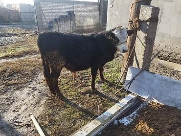 Ветеринар кызматы: Сатам | Музоо | Аргын | Бордоп семиртүү үчүн — 2