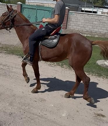 Сатам | Байтал | Кара Жорго | Ат спорту | Асыл тукумдуу, Жасалма жол менен боозутуу — 3