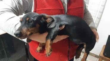 акустические системы newrixing колонка в виде собак: Такса, 4 месяца, Самка, С прививкой — 5