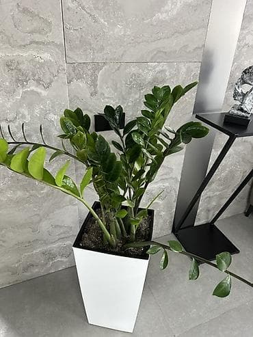 цветок зензи: Замиокулькас (Zamioculcas zamiifolia) в высоком современном кашпо - — 4