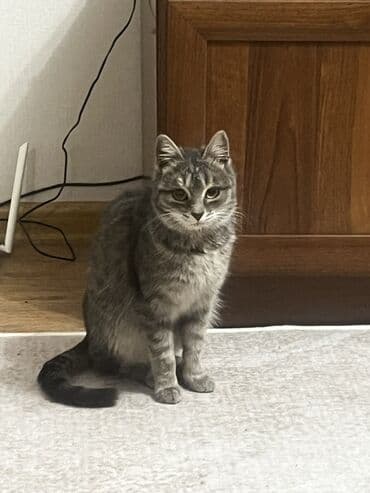 Кошка даром: Сибирская, 7 месяцев, Девочка, Метис, Приучена к лотку, Проглистована