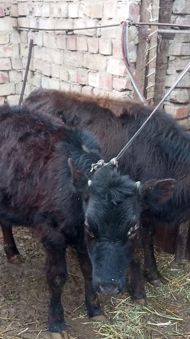 Зоотовары: Продаю | Тёлка | На откорм | Привязанные — 4