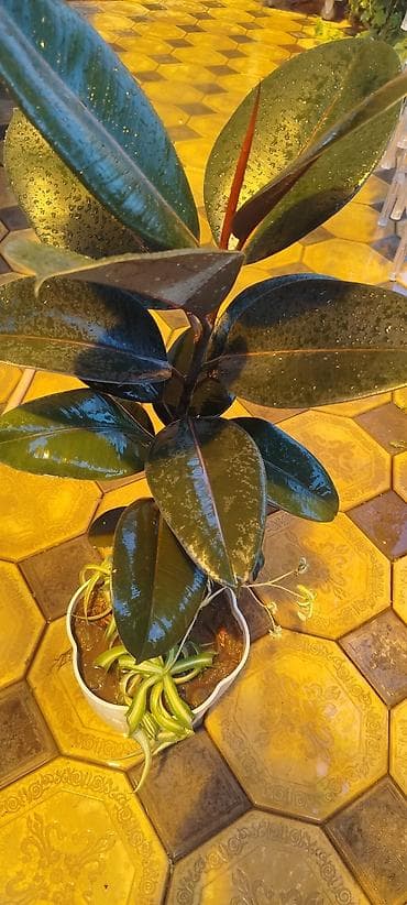 Молочай Миля (Euphorbia milii) в горшке - Компактный куст с — 9
