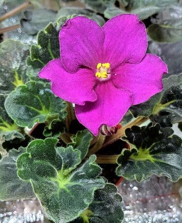 цветы ирис: В продаже цветущие 🌺🌿🌺 и не цветущие ☘️☘️☘️ стартеры. С 4 по 9 фото — 1