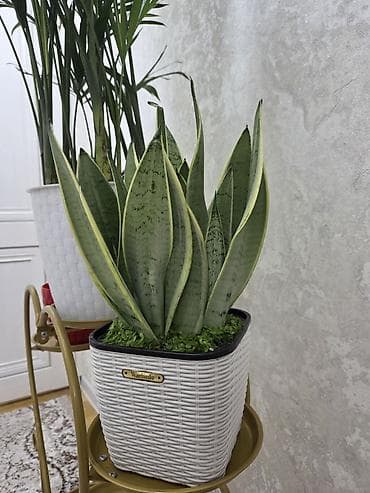 растения аквариумные: Аглаонема (декоративно-лиственное комнатное растение) - Сорт с — 9