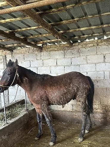 бордер колли купить бишкек: Продаю | Конь (самец) | Рабочий | Мерин — 3