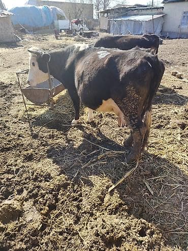 А/ч жаныбарларын сатам: Сатам | Бука (эркек) | Аргын | Бордоп семиртүү үчүн | Асыл тукумдуу — 4