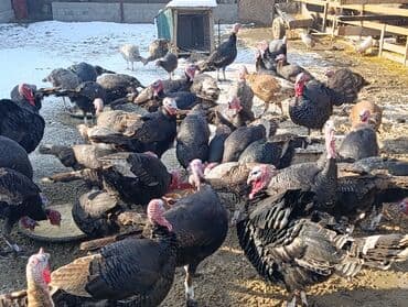 ящик бишкек: Сатам | Эркек күрп | Көбөйтүү үчүн | Асыл тукумдуу — 5