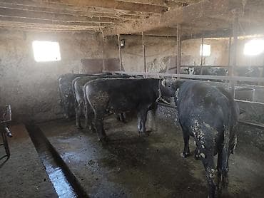 карп кой: Продаю | Бык (самец) | На откорм | Привязанные — 10