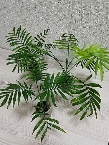 Пальма хамедорея. Высота растения примерно 25 см. Активно растущие at lalafo.kg Пальма хамедорея. Высота растения примерно 25 см. Активно растущие