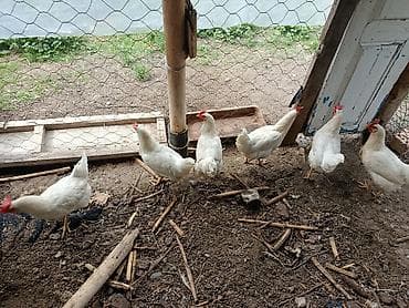 несушка инкубатор: Продаю | Куры | Несушки — 5