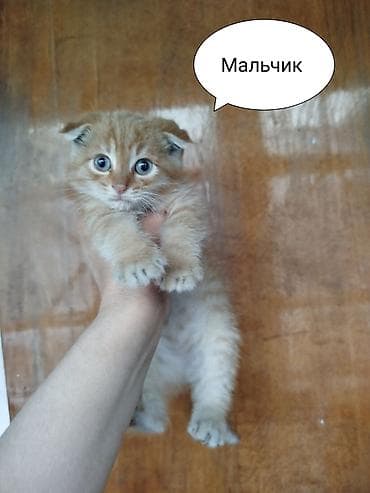 кошка майкун: Котята в добрые руки. Только заботливым ответственным людям! - Пол — 2