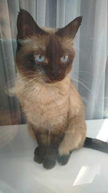 британская шоколадная кошка: Кошка даром: Сиамская, Девочка — 3