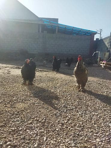 Аквариумы: Продаю | Петух — 2